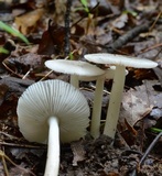 Amanita farinosa image