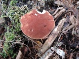 Austroboletus gracilis var. pulcherripes image