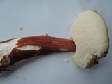 Austroboletus gracilis var. pulcherripes image