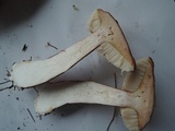 Austroboletus gracilis var. pulcherripes image