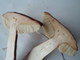 Austroboletus gracilis var. pulcherripes image