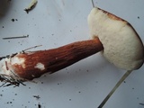 Austroboletus gracilis image