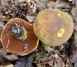 Boletus vermiculosus image