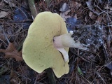 Boletus chippewaensis image