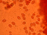 Leucoagaricus barssii image