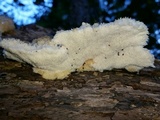 Climacodon pulcherrimus image