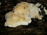 Climacodon pulcherrimus image