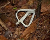 Blumenavia angolensis image