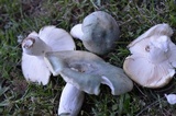 Russula parvovirescens image