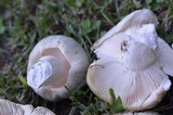 Russula parvovirescens image