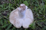 Russula parvovirescens image