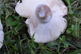 Russula parvovirescens image