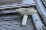 Russula variata image