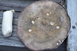 Russula variata image