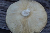 Russula variata image