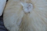 Russula variata image