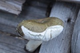 Russula variata image