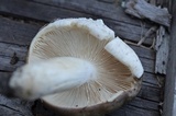 Russula variata image