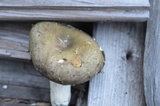 Russula variata image