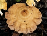 Panus lecomtei image