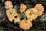 Panus lecomtei image