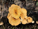 Panus lecomtei image