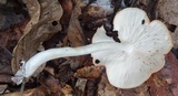 Leucopaxillus gracillimus image