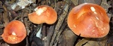 Leucopaxillus gracillimus image