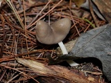 Helvella elastica image