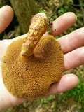 Suillus spraguei image