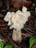 Helvella crispa image