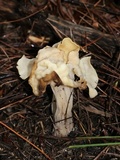 Helvella crispa image