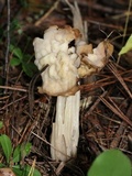 Helvella crispa image