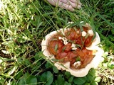 Ganoderma sessile image