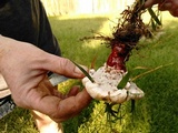 Ganoderma sessile image