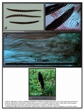 Geoglossum difforme image