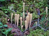 Clavariadelphus sachalinensis image