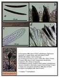 Geoglossum glabrum image