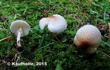 Lepiota cristata image