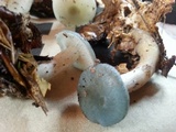 Clitocybe glaucoalba image