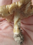 Inocybe rimosa image