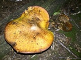 Suillus lakei image