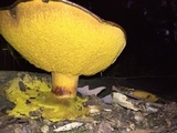 Suillus lakei image