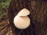 Hypsizygus ulmarius image