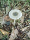 Amanita sect. Vaginatae image