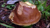 Leccinum subglabripes image