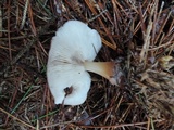 Rhodocollybia butyracea image