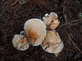 Rhodocollybia maculata image