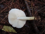 Rhodocollybia maculata image