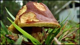 Leccinum subglabripes image